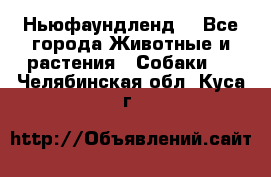 Ньюфаундленд  - Все города Животные и растения » Собаки   . Челябинская обл.,Куса г.